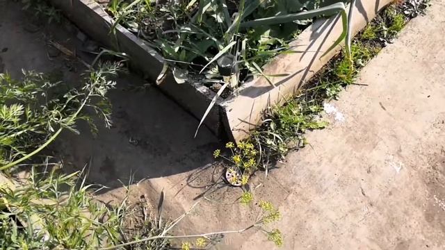 Муравьиные королевы смотреть онлайн