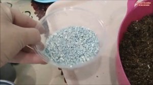 ЧЕМ УДОБРЯТЬ ГЛОКСИНИИ на разных ЭТАПАХ РОСТА⁉️