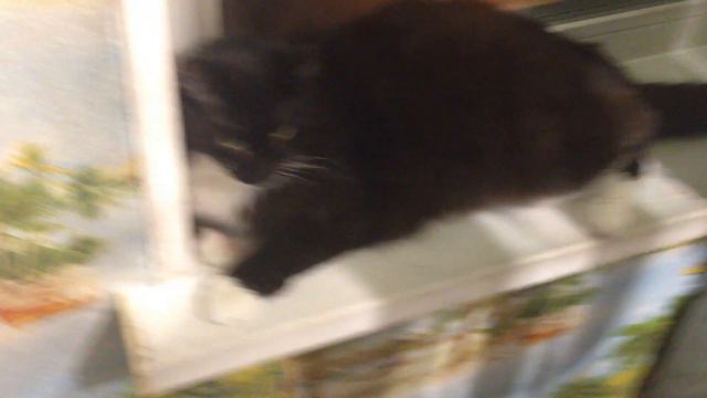 Кот уже лежит на одном месте 4 часа смотреть онлайн