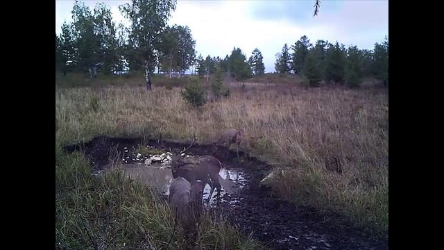 Животные Тигирекского заповедника смотреть онлайн