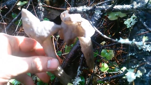 Finding Blewit Mushrooms смотреть онлайн