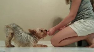 Как научить собаку команде поклон?