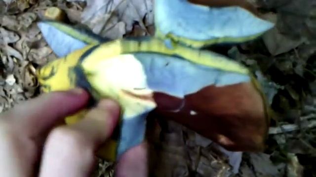 Bolete Bruising Blue смотреть онлайн