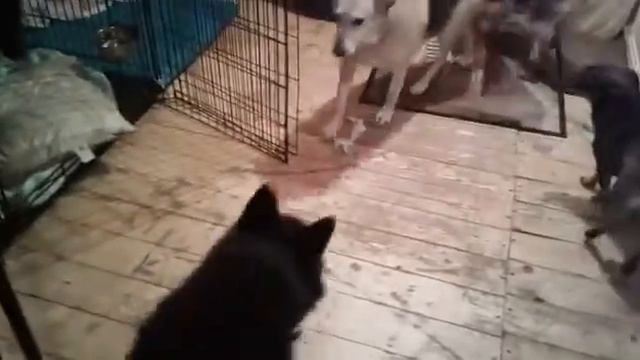 Листик просит еду смотреть онлайн