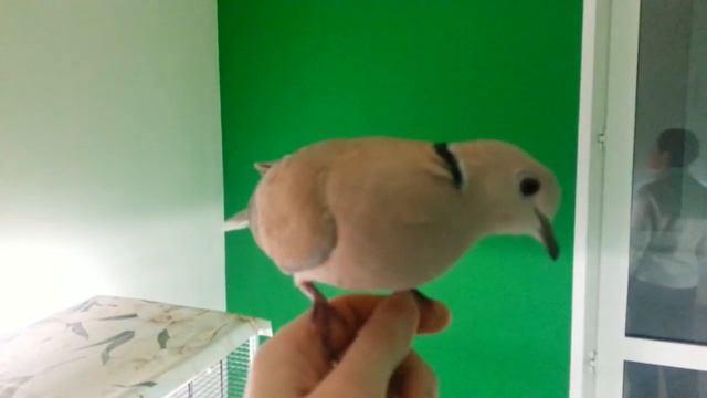 Смеющаяся горлица хохочет