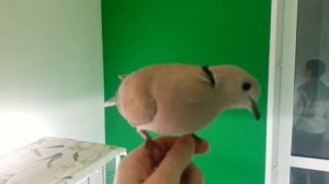 Смеющаяся горлица хохочет