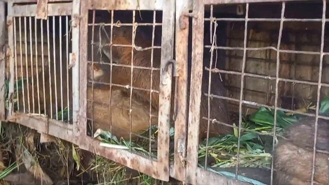 ОРУЩАЯ НУТРИЯ/КРИК НУТРИИ смотреть онлайн