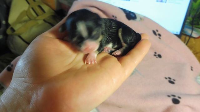 Щенок чихуахуа #НОВОРОЖДЕННЫЙ 09.06.23 ТРЕТЬЯ дочь Милы #chihuahualove +7 921 595 0848 #роды у соба смотреть онлайн
