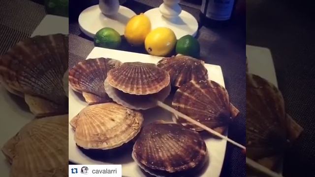 Живой морской гребешок смотреть онлайн