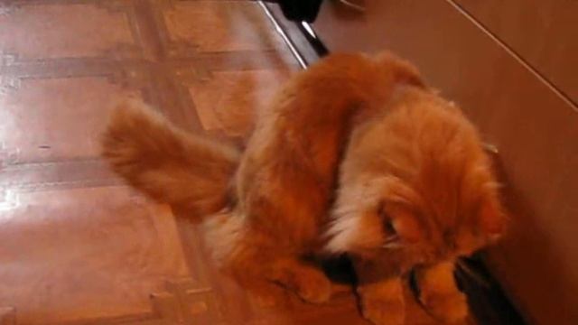 Misha. Кот с собачьими повадками смотреть онлайн