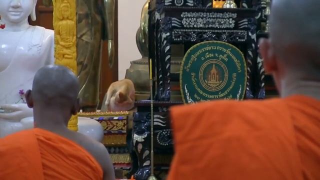 Буддийские монахи и кот смотреть онлайн