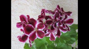 топ 10 самых красивых пеларгоний
