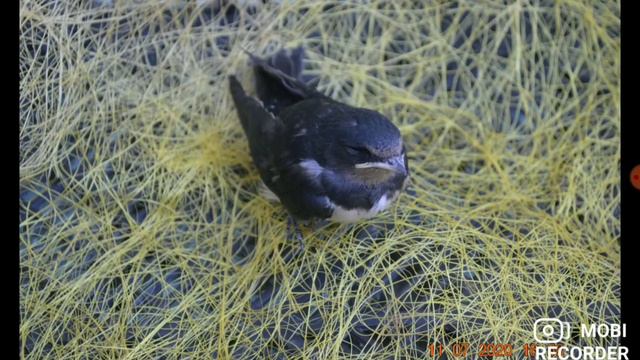 Спасение ласточки 😀 смотреть онлайн