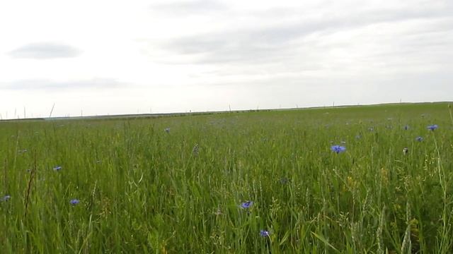Природные медоносы июня смотреть онлайн