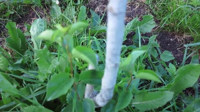 Подвой черешни и шарафуга 27.06.2022 смотреть онлайн