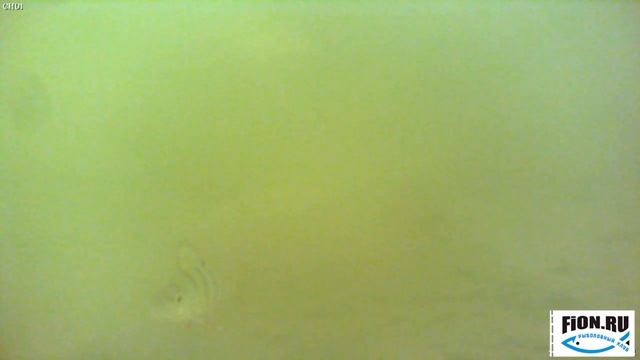 Mormischka underwater ice fishing. Подводные съемки чертика. смотреть онлайн