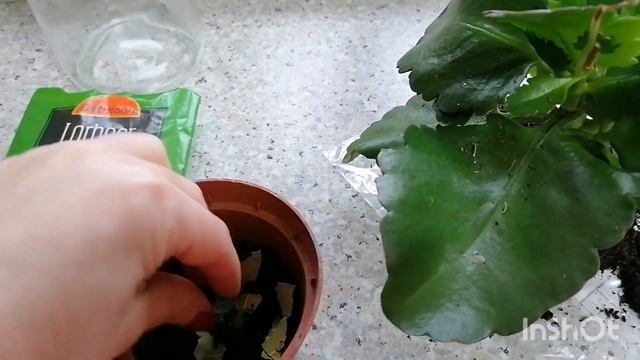 Как избавиться от мошек в цветочных горшках#цветы #мотивация #растения #влог смотреть онлайн