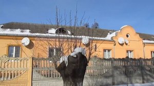 Природное размножение вишни. Вишневая корневая поросль