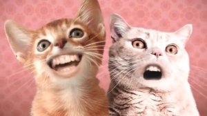 Singing Cats / Numa Numa Cat [10 hours]