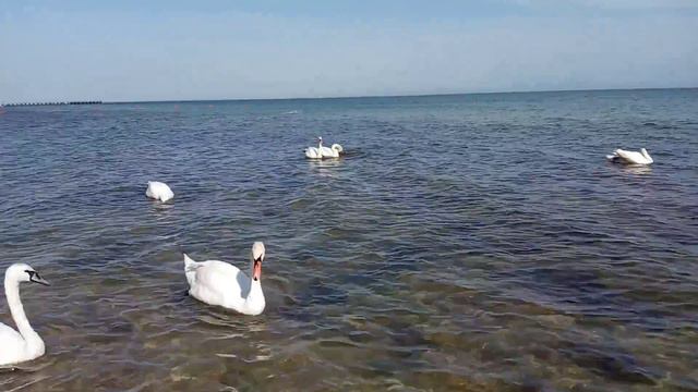 Лебеди на пляже в Евпатории  20210526