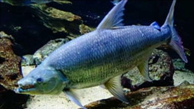 Aquarium monster fish price list in india 2021||aquarium fish price list||monster fish price list|| смотреть онлайн