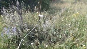 Устанавливаем электропастух на большой площади