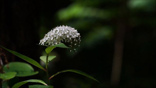 한국의 야생화 - 큰까치수염(Lysimachia clethroides) смотреть онлайн