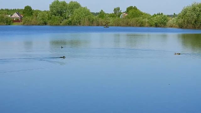 11 июня чомги танец смотреть онлайн