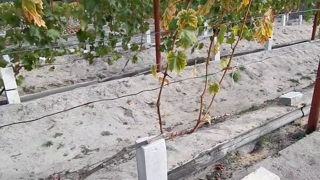 Укрытие молодых кустов винограда, для дозревания лозы. смотреть онлайн