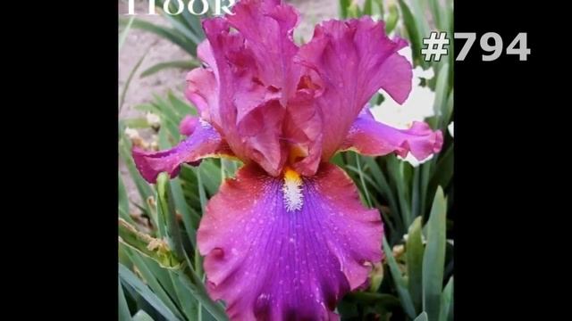 #794. Ирисы - самые яркие цветы смотреть онлайн