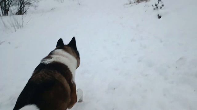 @Акитомания смотреть онлайн