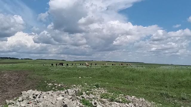 Обработка сосков у КРС. смотреть онлайн