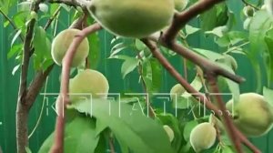 Персики стали выращивать в Нижнем Новгороде