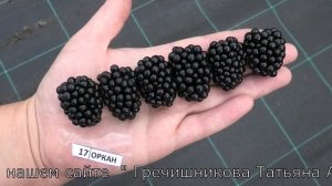 ОРКАН и ПОЛАР сорта ежевики