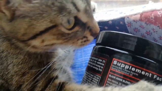 Обзор предтрена Goldstar Black Annis смотреть онлайн