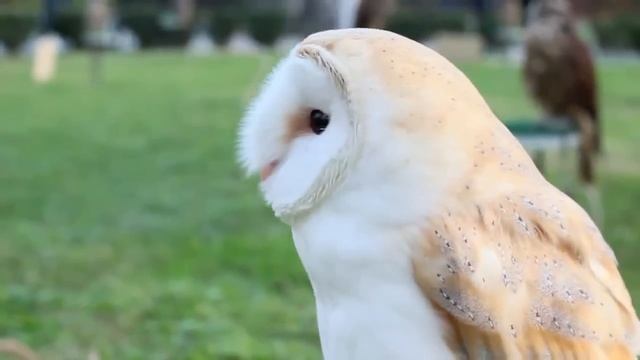 Милая сова) ОСТОРОЖНО вызывает улыбку и хорошее настроение!!! смотреть онлайн