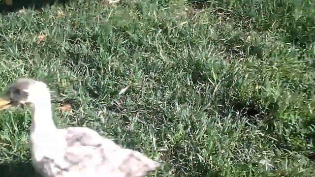 Самый большой контактный зоопарк в Москве, 8(965)380-13-11 смотреть онлайн