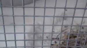 Сетка от хищников для кур