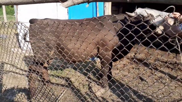 бык развязался, все таки усмирили/the bull was untied,still subdued смотреть онлайн