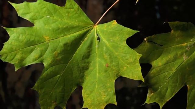 ДЗЕН ВЕЧНОСТЬ смотреть онлайн