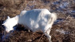 Как выглядит беременная коза. 3-ий и 4-ый месяцы.
