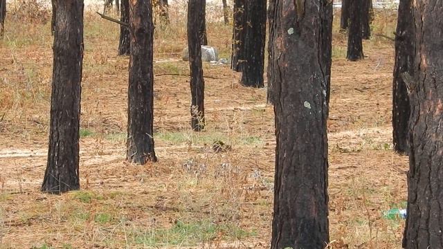 Белка ищет и прячет еду смотреть онлайн