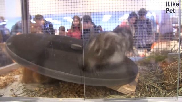 Дегу или чилийская белка Покупка на ilikepet смотреть онлайн