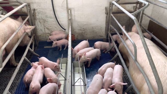 Годуємо поросят сухим молоком // Діарея в поросят // Годуємо свиноматок смотреть онлайн