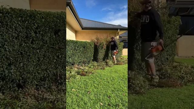 #Живая#Изгородь#Ландшафт#Дизайн#Дача#Сад#Растения