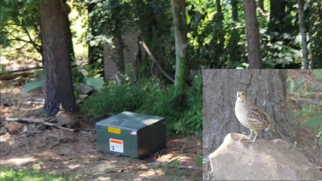 A BOBWHITE QUAIL RESCUE STORY & Wildlife conservation homestead vlog смотреть онлайн