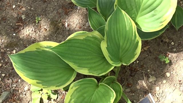 Hosta fortunei ´Aureomarginata´ смотреть онлайн