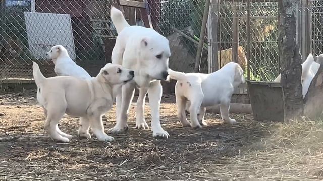 Из Древнего Рода: малыши «Ч» игра с  Фрешь 10 месяцев )