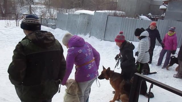 Дрессировка собак кинологический центр ЦСДС (17.02.19) смотреть онлайн