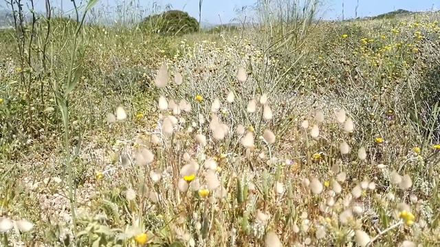 Один безветренный день грека. Дорога домой смотреть онлайн